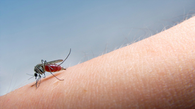Kleine Biester – Tipps gegen Stechmücken